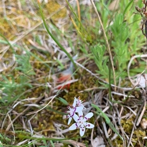 Wurmbea dioica subsp. dioica at Kaleen, ACT - 26 Sep 2024