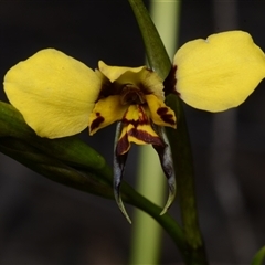 Diuris semilunulata (Late Leopard Orchid) at Carwoola, NSW - 29 Sep 2024 by BB23