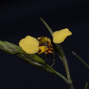 Diuris semilunulata at Carwoola, NSW - 29 Sep 2024