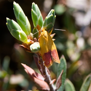 Heteroteucha parvula at Yarralumla, ACT - 27 Sep 2024 11:09 AM