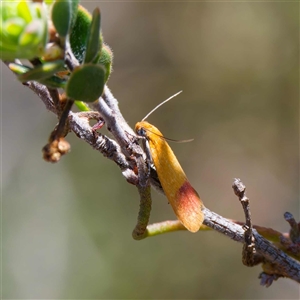 Heteroteucha parvula at Yarralumla, ACT - 27 Sep 2024 11:09 AM