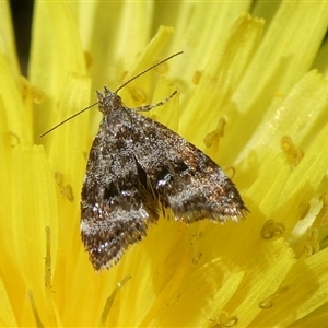 Tebenna micalis at Charleys Forest, NSW - suppressed