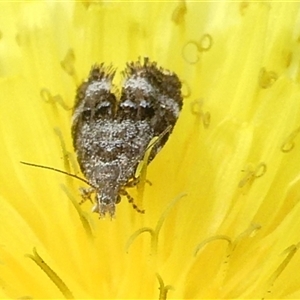 Tebenna micalis at Charleys Forest, NSW - suppressed