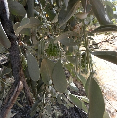 Amyema maidenii subsp. maidenii (Pale-leaved Mistletoe) at Hart, NT - 23 Aug 2024 by Paul4K