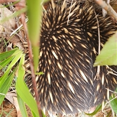 Tachyglossus aculeatus (Short-beaked Echidna) at Penrose, NSW - 28 Sep 2024 by Aussiegall