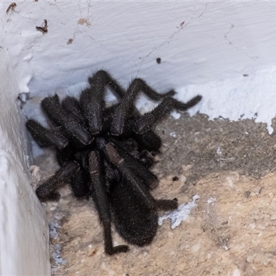 Idiopidae (family) (Armoured or Spiny Trapdoor Spider) at Penrose, NSW - 26 Sep 2024 by Aussiegall