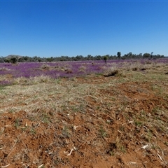 Unverified Pea at Hart, NT - 23 Aug 2024 by Paul4K