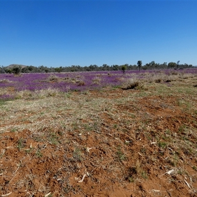 Unverified Pea at Hart, NT - 23 Aug 2024 by Paul4K