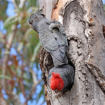 Callocephalon fimbriatum (Gang-gang Cockatoo) at Aranda, ACT - 29 Sep 2024 by LydiaB