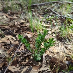 Genista monspessulana (Cape Broom, Montpellier Broom) at Cotter River, ACT - 29 Sep 2024 by Amahon