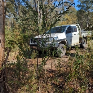 Genista monspessulana at Cotter River, ACT - 29 Sep 2024