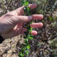 Genista monspessulana at Cotter River, ACT - 29 Sep 2024