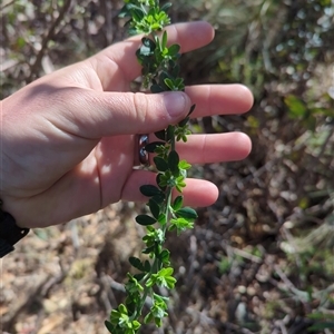 Genista monspessulana at Cotter River, ACT - 29 Sep 2024