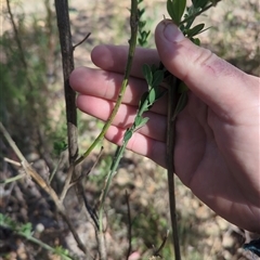 Genista monspessulana at Cotter River, ACT - 29 Sep 2024