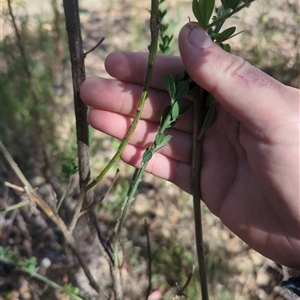 Genista monspessulana at Cotter River, ACT - 29 Sep 2024