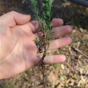 Genista monspessulana at Cotter River, ACT - 29 Sep 2024