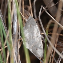 Casbia pallens (Pale Casbia) at Hall, ACT - 29 Sep 2024 by Anna123