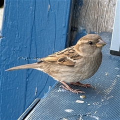 Passer domesticus (House Sparrow) at Batemans Bay, NSW - 29 Sep 2024 by Hejor1