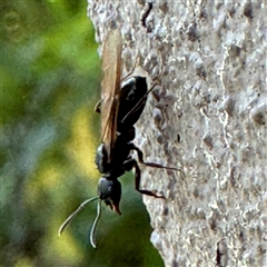 Notoncus sp. (genus) at Braddon, ACT - 29 Sep 2024 10:27 AM