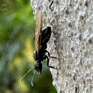 Notoncus sp. (genus) at Braddon, ACT - 29 Sep 2024 10:27 AM