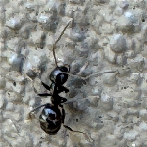 Formicidae (family) at Braddon, ACT - 29 Sep 2024