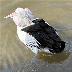 Pelecanus conspicillatus (Australian Pelican) at Batemans Bay, NSW - 29 Sep 2024 by Hejor1