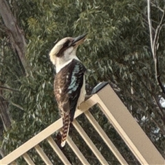 Dacelo novaeguineae (Laughing Kookaburra) at Surf Beach, NSW - 29 Sep 2024 by Hejor1