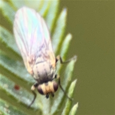 Diptera (order) (Fly - Unidentified) at Surf Beach, NSW - 29 Sep 2024 by Hejor1