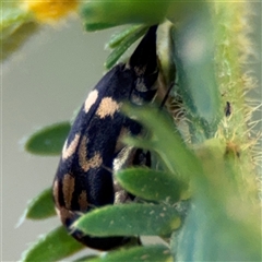 Mordella sp. (genus) (Pintail or tumbling flower beetle) at Surf Beach, NSW - 29 Sep 2024 by Hejor1