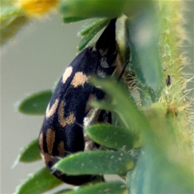 Mordella sp. (genus) (Pintail or tumbling flower beetle) at Surf Beach, NSW - 29 Sep 2024 by Hejor1