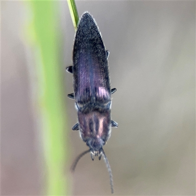 Crepidomenus sp. (genus) (Click beetle) at Surf Beach, NSW - 29 Sep 2024 by Hejor1