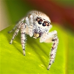 Opisthoncus sp. (genus) (Unidentified Opisthoncus jumping spider) at Surf Beach, NSW - 29 Sep 2024 by Hejor1