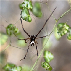 Araneae (order) at Surf Beach, NSW - 29 Sep 2024 by Hejor1