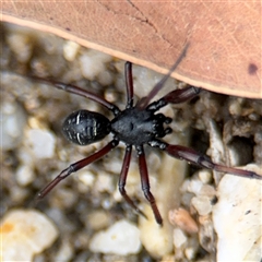 Steatoda sp. (genus) at Surf Beach, NSW - 29 Sep 2024 by Hejor1