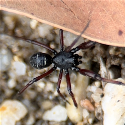 Steatoda sp. (genus) at Surf Beach, NSW - 29 Sep 2024 by Hejor1