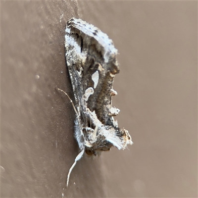 Chrysodeixis argentifera (Tobacco Looper) at Surf Beach, NSW - 29 Sep 2024 by Hejor1