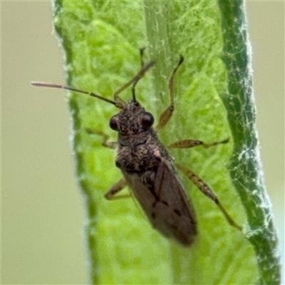 Nysius sp. (genus) (Seed bug) at Surf Beach, NSW - 29 Sep 2024 by Hejor1