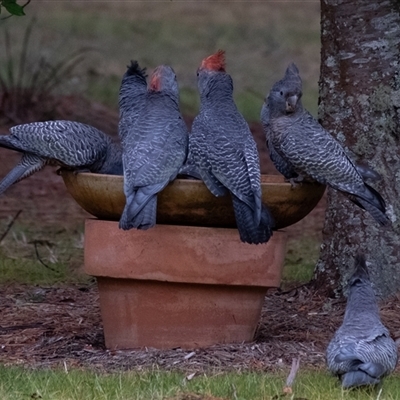 Callocephalon fimbriatum (Gang-gang Cockatoo) at Penrose, NSW - 29 Sep 2024 by Aussiegall