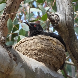 Corcorax melanorhamphos at Uriarra Village, ACT - 29 Sep 2024