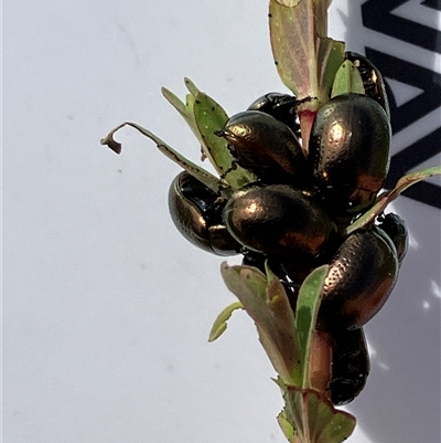 Chrysolina quadrigemina (Greater St Johns Wort beetle) at Lyons, ACT - 29 Sep 2024 by RobynS