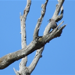 Artamus cyanopterus (Dusky Woodswallow) at Uriarra Village, ACT - 29 Sep 2024 by LineMarie