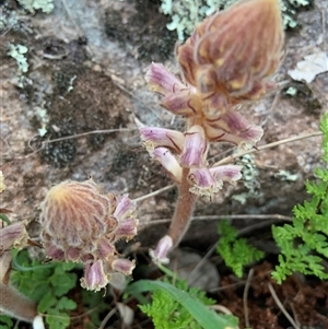 Orobanche minor at Mundarlo, NSW - 29 Sep 2024