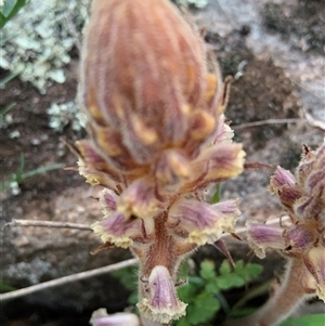 Orobanche minor at Mundarlo, NSW - 29 Sep 2024