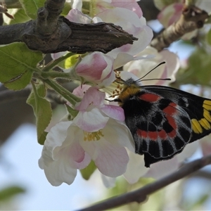 Delias harpalyce at Uriarra Village, ACT - 29 Sep 2024