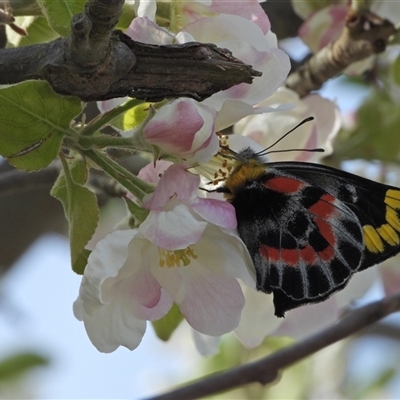 Delias harpalyce (Imperial Jezebel) at Uriarra Village, ACT - 29 Sep 2024 by LinePerrins