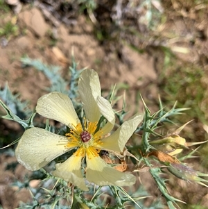 Argemone ochroleuca subsp. ochroleuca at Mundarlo, NSW - 29 Sep 2024