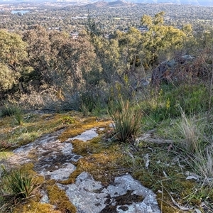 Bulbine glauca at Kambah, ACT - 27 Sep 2024 04:29 PM