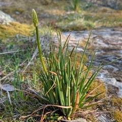 Bulbine glauca at Kambah, ACT - 27 Sep 2024 04:29 PM