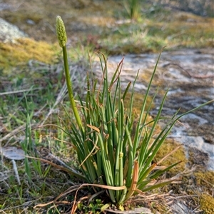 Bulbine glauca at Kambah, ACT - 27 Sep 2024 04:29 PM