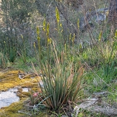 Bulbine glauca at Kambah, ACT - 27 Sep 2024 04:29 PM